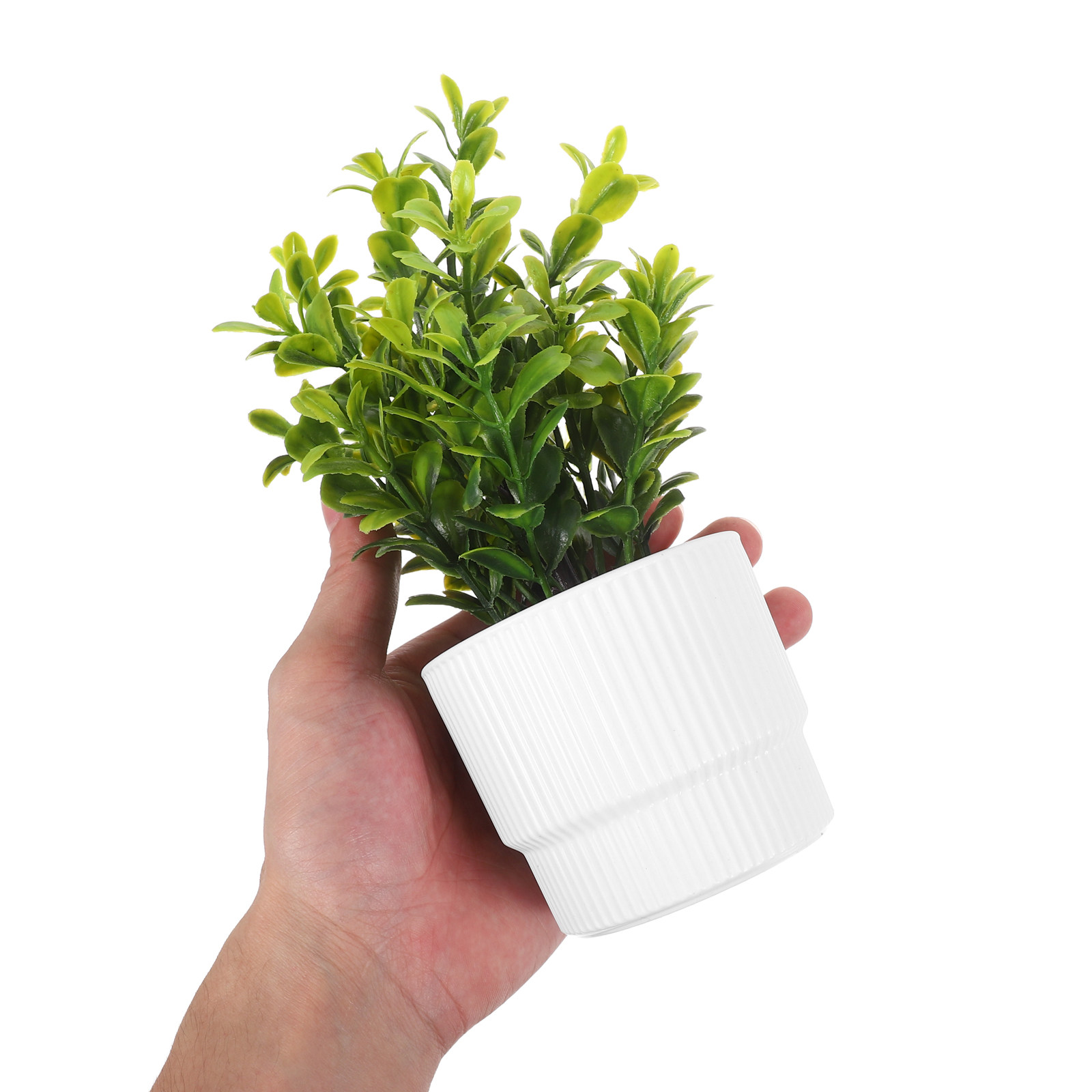 3 قطع نباتات أوكالبتوس صغيرة ا - مراجعة Plant Pot Small Desk وسعره
